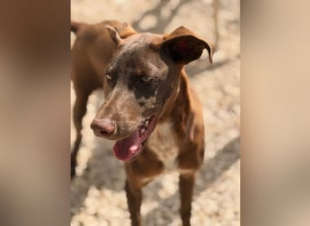 Siri - wunderschöner Podenco-Mix voller Lebensfreude sucht sein Glück