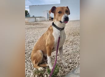 Neko ,junger Podenco-Mix sucht sein Glück