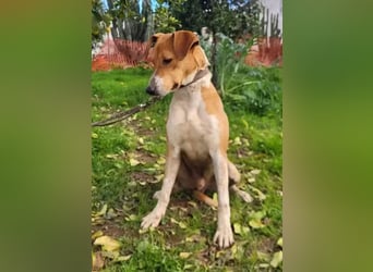 Neko ,junger Podenco-Mix sucht sein Glück