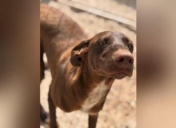 Siri - wunderschöner Podenco-Mix voller Lebensfreude sucht sein Glück