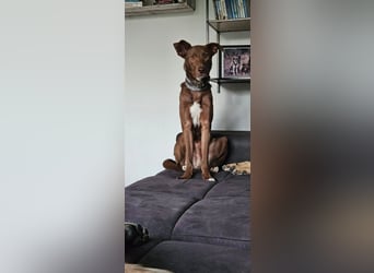 HARRY - ich möchte endlich ankommen und ein tolles Für-Immer Zuhause finden...