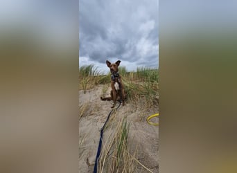 HARRY - ich möchte endlich ankommen und ein tolles Für-Immer Zuhause finden...