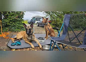 HARRY - ich möchte endlich ankommen und ein tolles Für-Immer Zuhause finden...