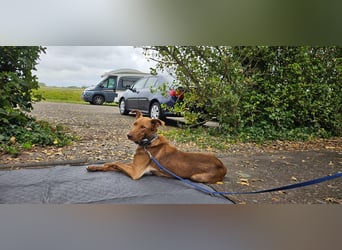 HARRY - ich möchte endlich ankommen und ein tolles Für-Immer Zuhause finden...