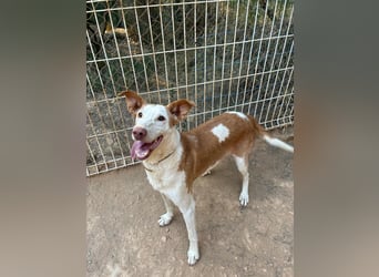 Sintra - Podenca-Lady sucht aktive Menschen