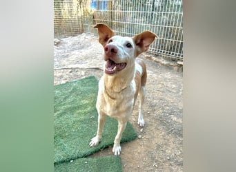 Sintra - Podenca-Lady sucht aktive Menschen