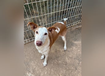 Sintra - Podenca-Lady sucht aktive Menschen