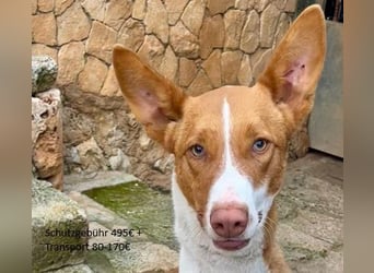 Amun hat ein offenes, freundliches Wesen