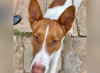 Amun hat ein offenes, freundliches Wesen