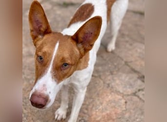 Amun hat ein offenes, freundliches Wesen