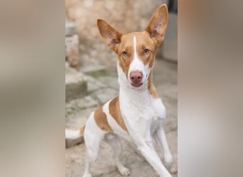 Amun hat ein offenes, freundliches Wesen