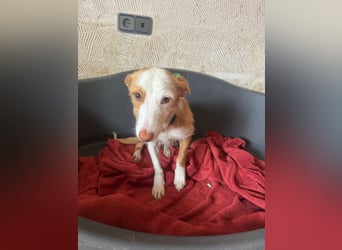 Kleiner Hase Sebastian sucht seine Menschen
