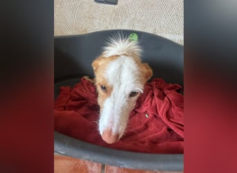 Kleiner Hase Sebastian sucht seine Menschen