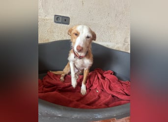 Kleiner Hase Sebastian sucht seine Menschen