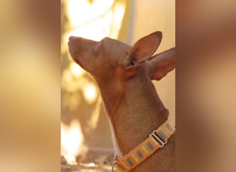 Perla - Podi-Maus ist bereit für ihr Glück