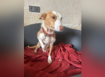Kleiner Hase Sebastian sucht seine Menschen