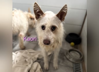 Kaori geb. 06/2019 (ESP) - ausgeglichene und liebevolle Podenco-Hündin sucht das Glück!