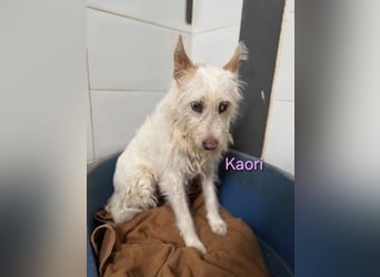 Kaori geb. 06/2019 (ESP) - ausgeglichene und liebevolle Podenco-Hündin sucht das Glück!