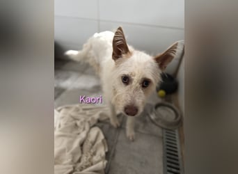 Kaori geb. 06/2019 (ESP) - ausgeglichene und liebevolle Podenco-Hündin sucht das Glück!