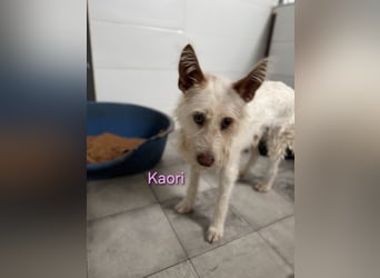 Kaori geb. 06/2019 (ESP) - ausgeglichene und liebevolle Podenco-Hündin sucht das Glück!