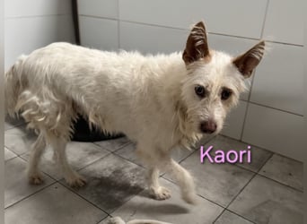 Kaori geb. 06/2019 (ESP) - ausgeglichene und liebevolle Podenco-Hündin sucht das Glück!