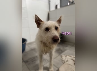 Kaori geb. 06/2019 (ESP) - ausgeglichene und liebevolle Podenco-Hündin sucht das Glück!