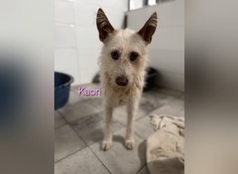 Kaori geb. 06/2019 (ESP) - ausgeglichene und liebevolle Podenco-Hündin sucht das Glück!