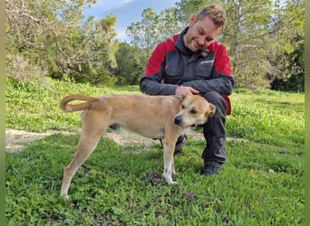 SORINN - fröhlicher Rüde