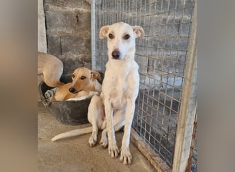 FEIVEL auf Pflege in D, in 47574 Goch/NRW