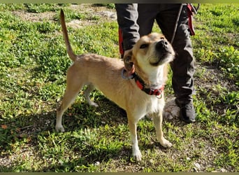 SORINN - fröhlicher Rüde