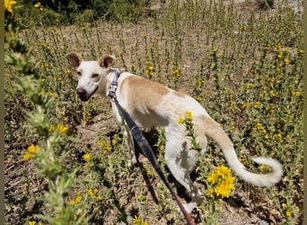 FEIVEL auf Pflege in D, in 47574 Goch/NRW