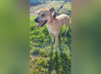 SORINN - fröhlicher Rüde