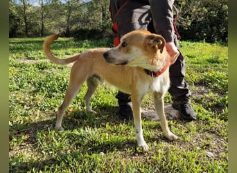 SORINN - fröhlicher Rüde