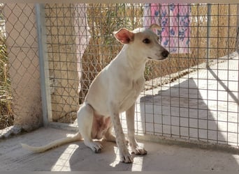 FEIVEL auf Pflege in D, in 47574 Goch/NRW