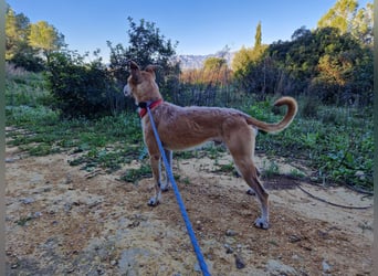 SORINN bringt gute Laune mit