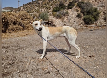 FEIVEL auf Pflege in D, in 47574 Goch/NRW