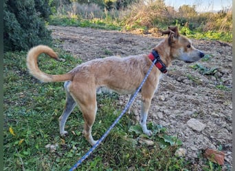 SORINN - fröhlicher Rüde