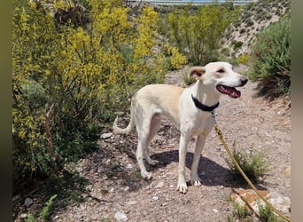 FEIVEL auf Pflege in D, in 47574 Goch/NRW