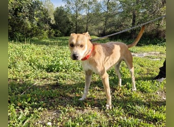 SORINN - fröhlicher Rüde