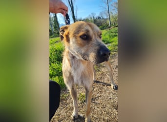 SORINN - fröhlicher Rüde