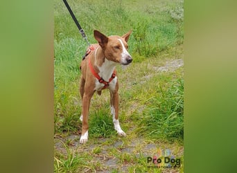 Zulu - ein wunderschöner Podenco