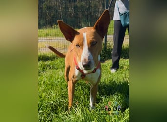 Zulu - ein wunderschöner Podenco