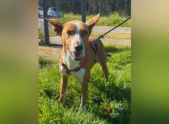 Zulu - ein wunderschöner Podenco