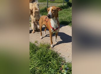 Zulu - ein wunderschöner Podenco