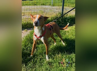 Zulu - ein wunderschöner Podenco