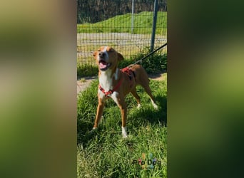 Zulu - ein wunderschöner Podenco