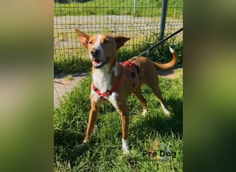 Zulu - ein wunderschöner Podenco