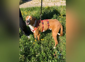 Zulu - ein wunderschöner Podenco