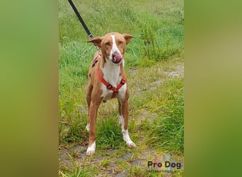 Zulu - ein wunderschöner Podenco