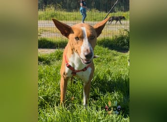 Zulu - ein wunderschöner Podenco